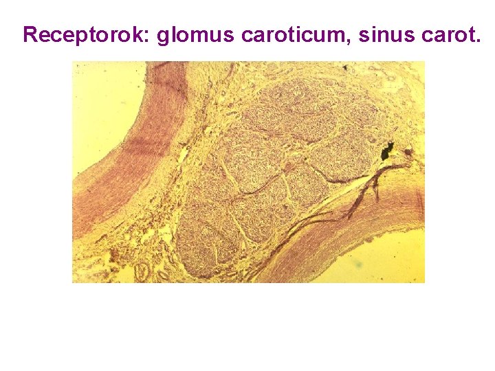 Receptorok: glomus caroticum, sinus carot. 