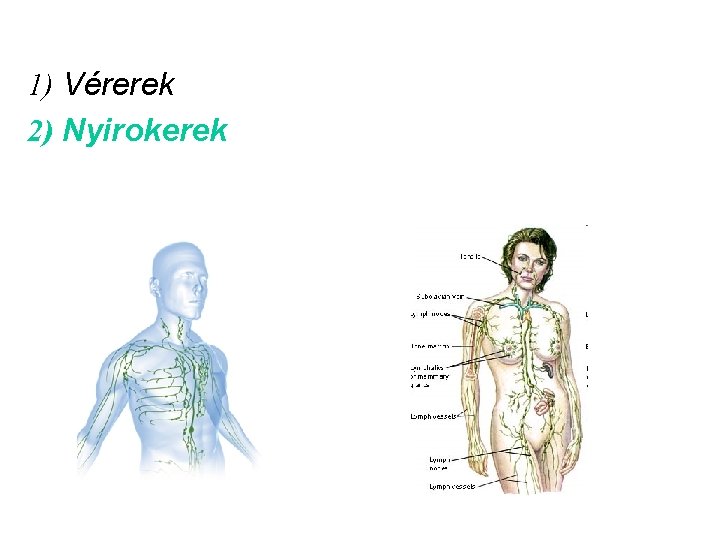 1) Vérerek 2) Nyirokerek 