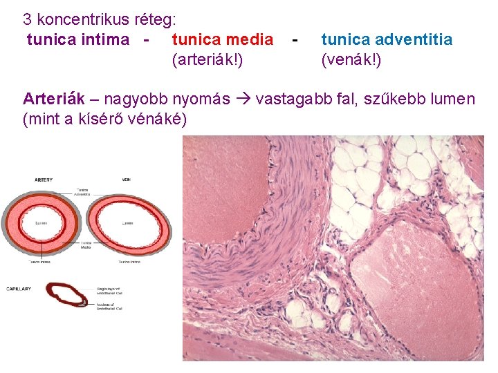 3 koncentrikus réteg: tunica intima - tunica media (arteriák!) - tunica adventitia (venák!) Arteriák