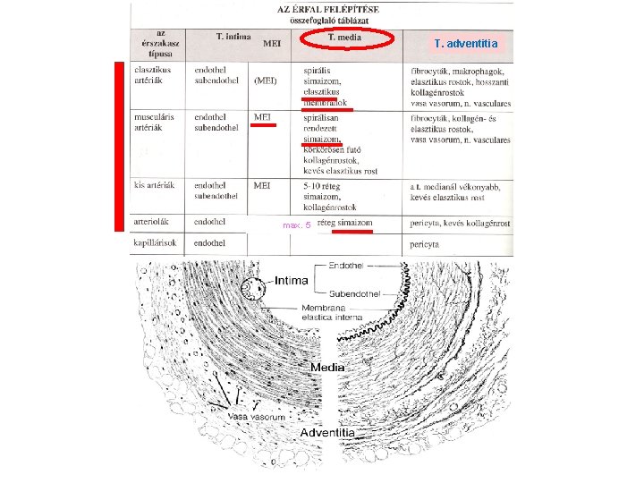 T. adventitia max. 5 