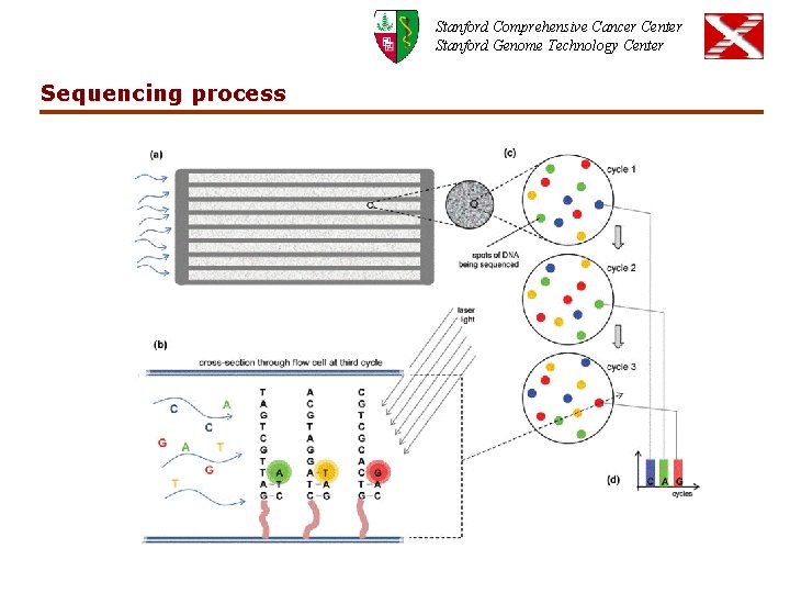 Stanford Comprehensive Cancer Center Stanford Genome Technology Center Sequencing process 