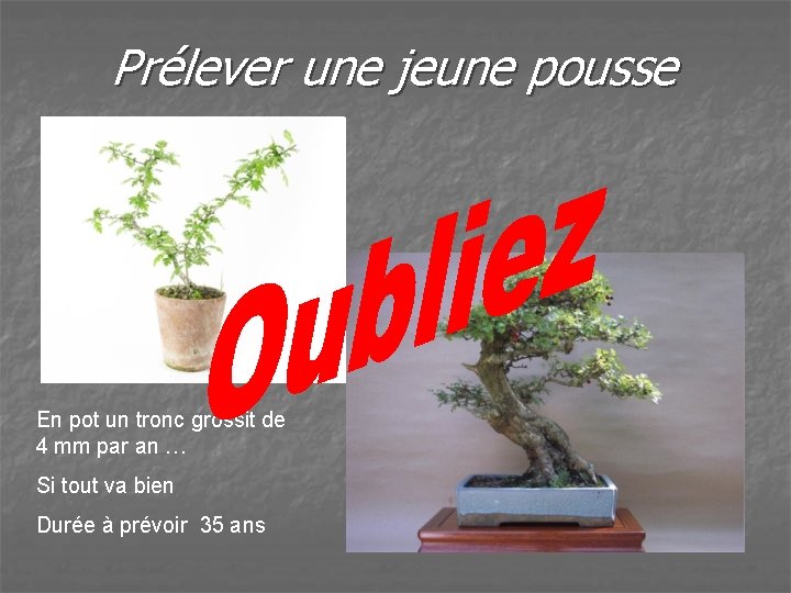 Prélever une jeune pousse En pot un tronc grossit de 4 mm par an