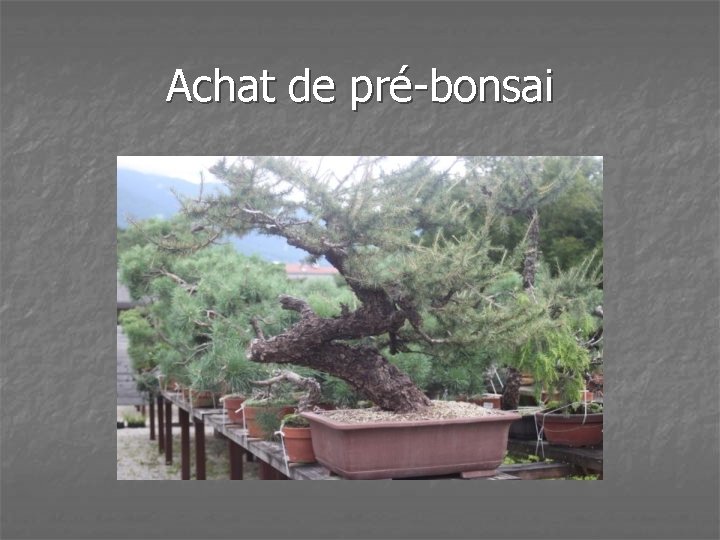 Achat de pré-bonsai 