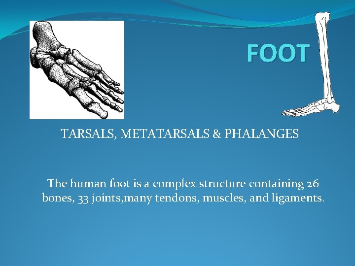 FOOT TARSALS, METATARSALS & PHALANGES The human foot is a complex structure containing 26