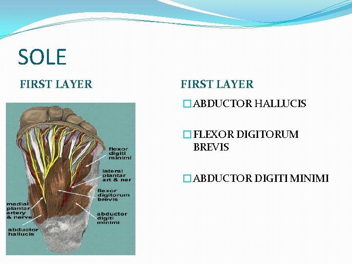 SOLE FIRST LAYER �ABDUCTOR HALLUCIS �FLEXOR DIGITORUM BREVIS �ABDUCTOR DIGITI MINIMI 