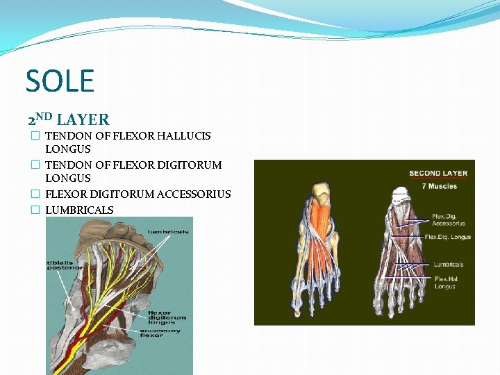 SOLE 2 ND LAYER � TENDON OF FLEXOR HALLUCIS LONGUS � TENDON OF FLEXOR