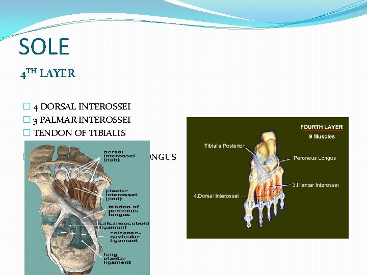 SOLE 4 TH LAYER � 4 DORSAL INTEROSSEI � 3 PALMAR INTEROSSEI � TENDON