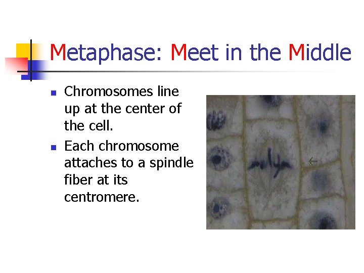Metaphase: Meet in the Middle n n Chromosomes line up at the center of