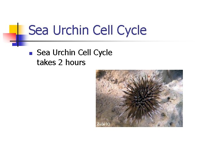 Sea Urchin Cell Cycle n Sea Urchin Cell Cycle takes 2 hours 