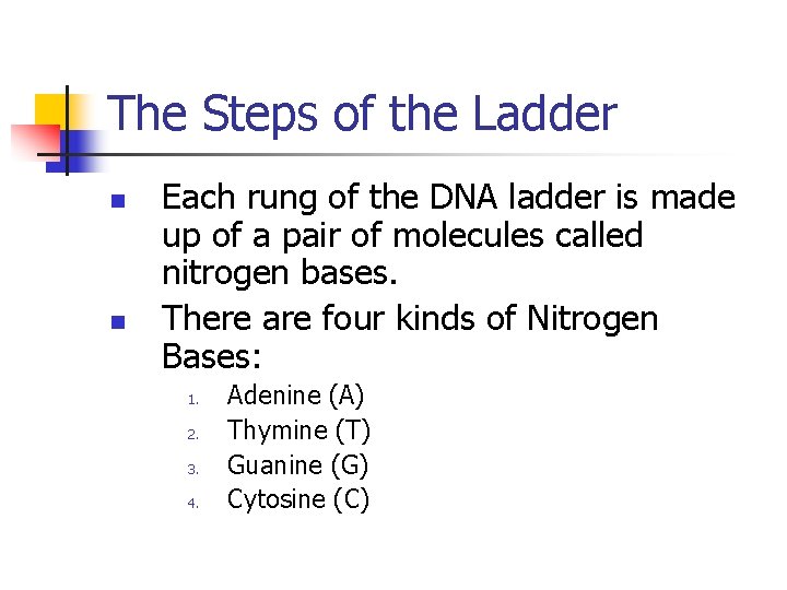 The Steps of the Ladder n n Each rung of the DNA ladder is
