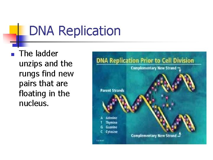 DNA Replication n The ladder unzips and the rungs find new pairs that are