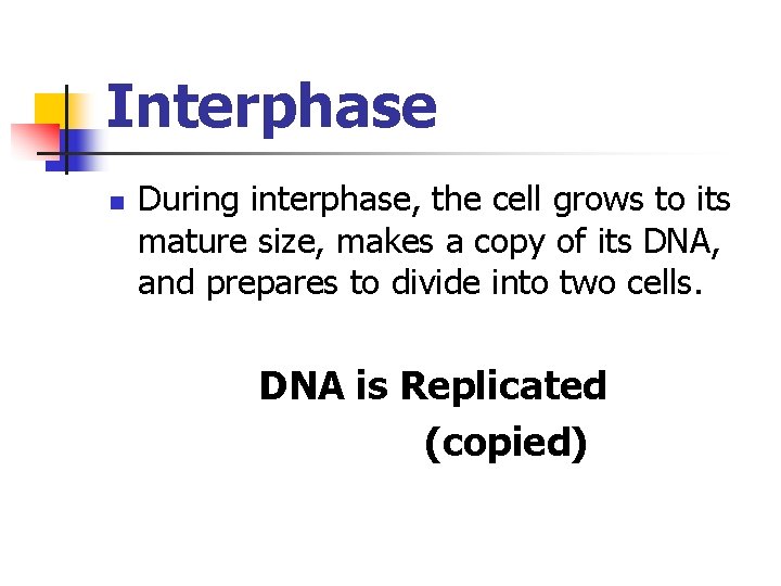 Interphase n During interphase, the cell grows to its mature size, makes a copy