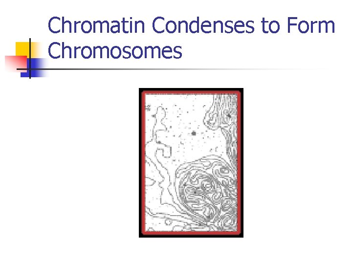 Chromatin Condenses to Form Chromosomes 
