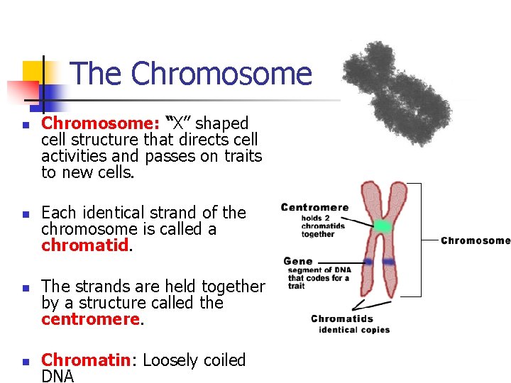 The Chromosome n n Chromosome: “X” shaped cell structure that directs cell activities and