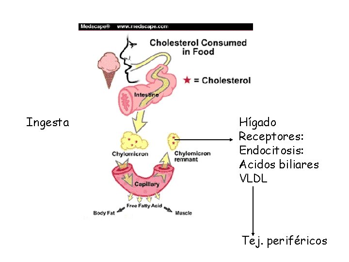Ingesta Hígado Receptores: Endocitosis: Acidos biliares VLDL Tej. periféricos 
