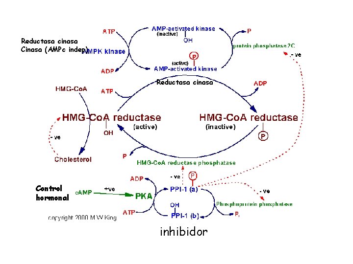 Reductasa cinasa Cinasa (AMPc indep) Reductasa cinasa Control hormonal inhibidor 