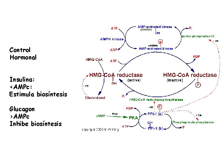 Control Hormonal Insulina: <AMPc: Estimula biosíntesis Glucagon >AMPc Inhibe biosíntesis 