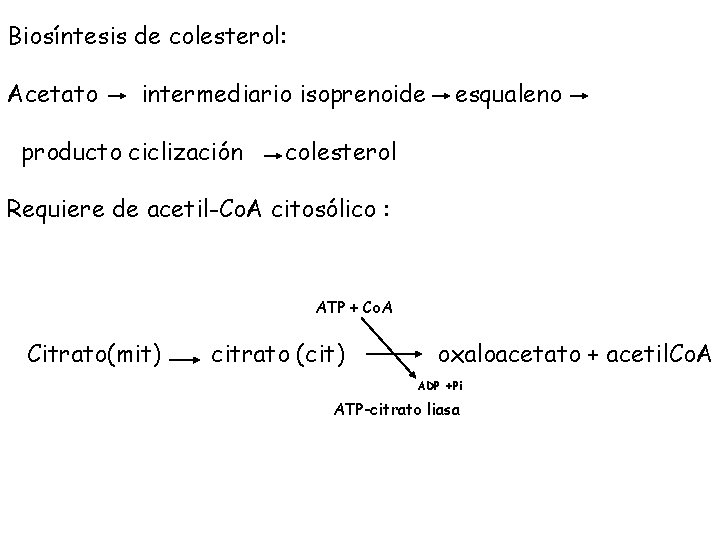 Biosíntesis de colesterol: Acetato intermediario isoprenoide producto ciclización esqualeno colesterol Requiere de acetil-Co. A