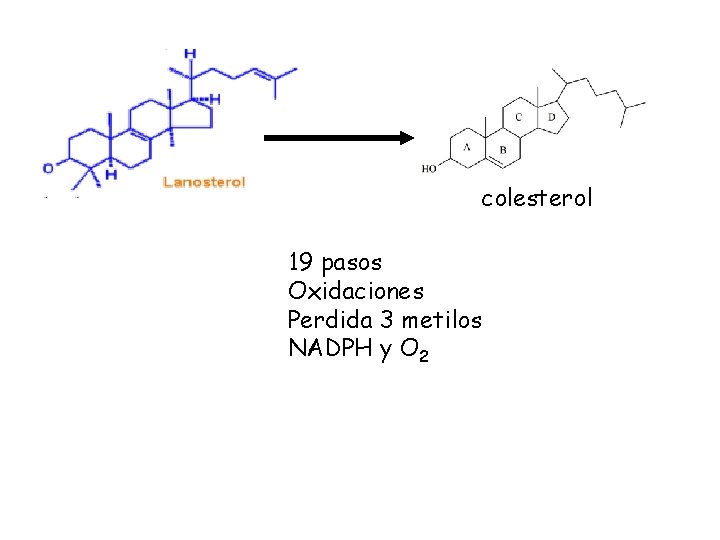 colesterol 19 pasos Oxidaciones Perdida 3 metilos NADPH y O 2 