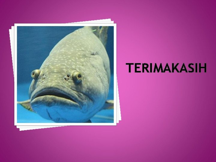 TERIMAKASIH TERIMAKASIH