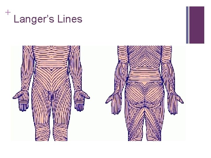 + Langer’s Lines + Langer’s Lines
