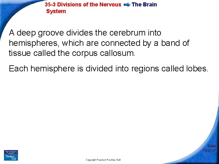 35 -3 Divisions of the Nervous System The Brain A deep groove divides the