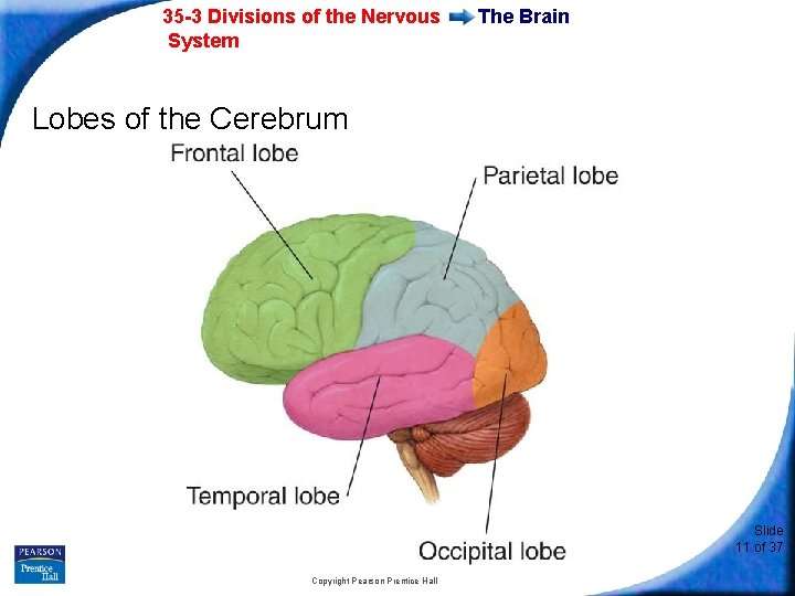 35 -3 Divisions of the Nervous System The Brain Lobes of the Cerebrum Slide