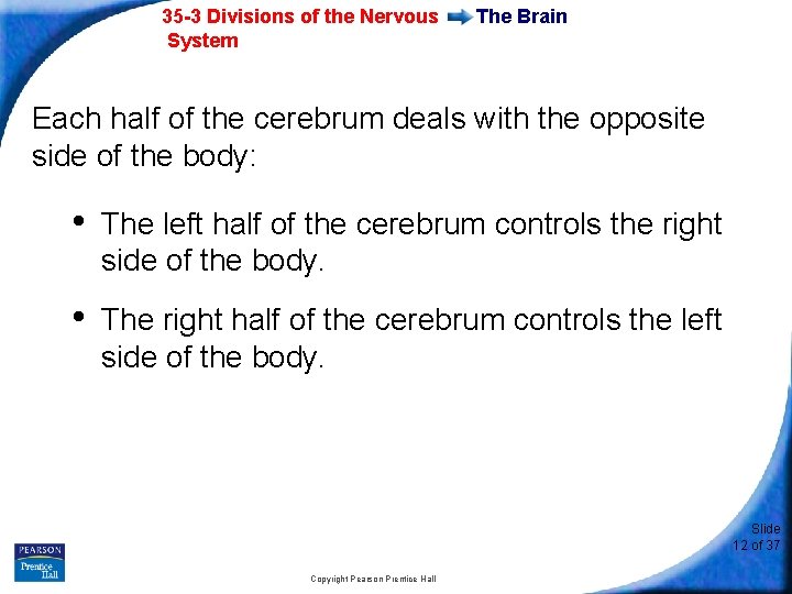 35 -3 Divisions of the Nervous System The Brain Each half of the cerebrum