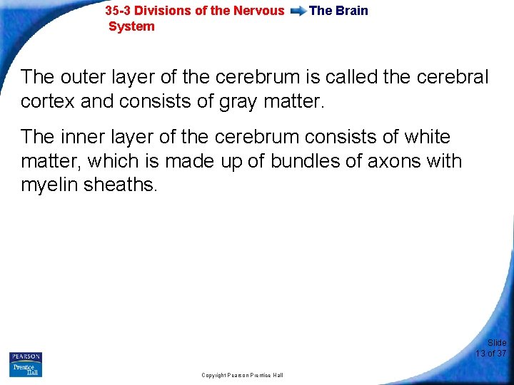 35 -3 Divisions of the Nervous System The Brain The outer layer of the