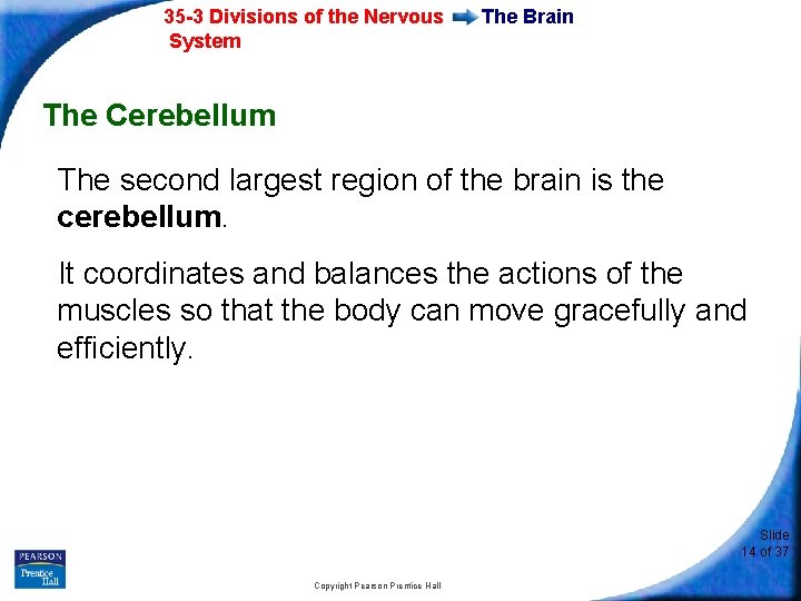 35 -3 Divisions of the Nervous System The Brain The Cerebellum The second largest