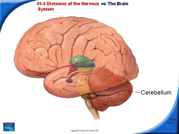 35 -3 Divisions of the Nervous System The Brain Cerebellum Slide 15 of 37