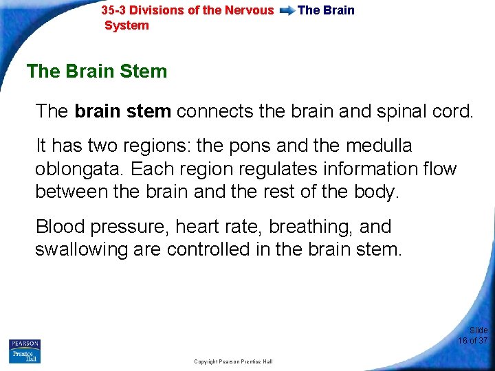 35 -3 Divisions of the Nervous System The Brain Stem The brain stem connects