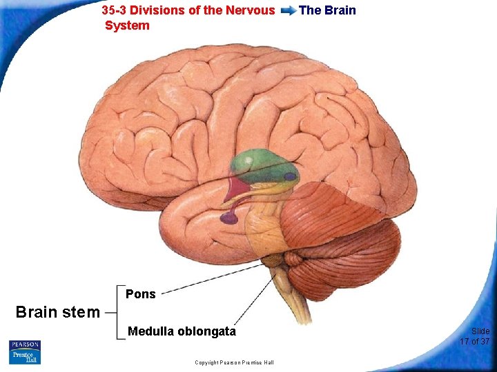 35 -3 Divisions of the Nervous System The Brain Pons Brain stem Medulla oblongata