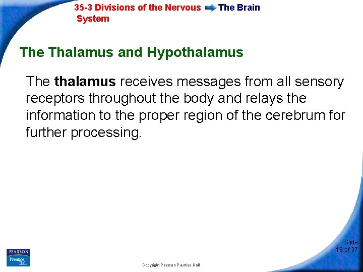 35 -3 Divisions of the Nervous System The Brain The Thalamus and Hypothalamus The