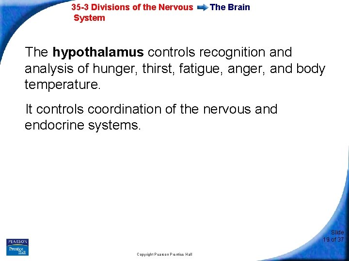 35 -3 Divisions of the Nervous System The Brain The hypothalamus controls recognition and