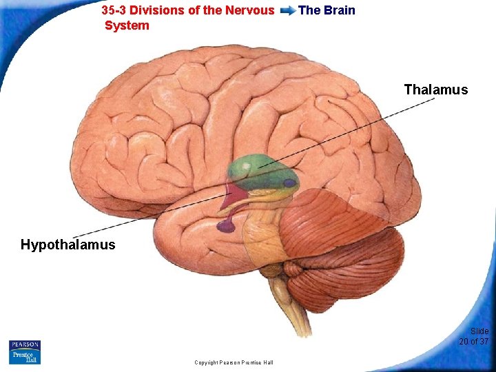 35 -3 Divisions of the Nervous System The Brain Thalamus Hypothalamus Slide 20 of