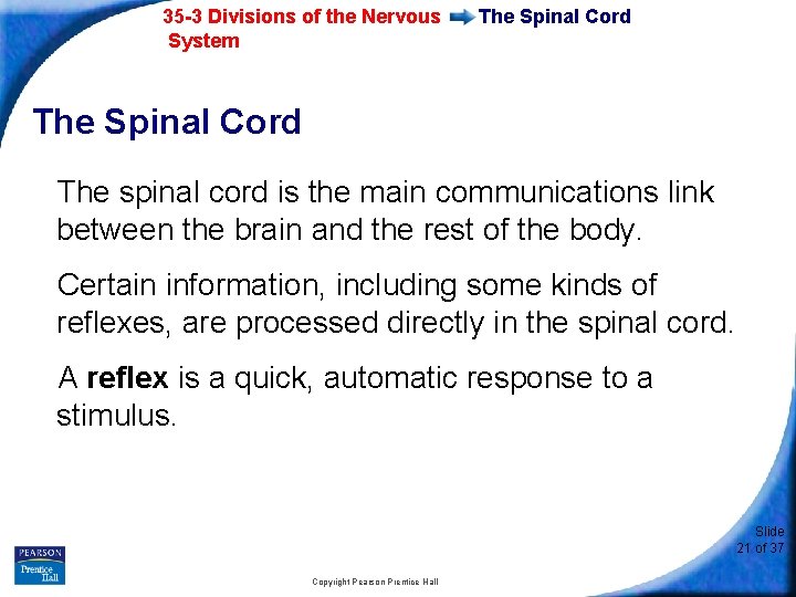 35 -3 Divisions of the Nervous System The Spinal Cord The spinal cord is