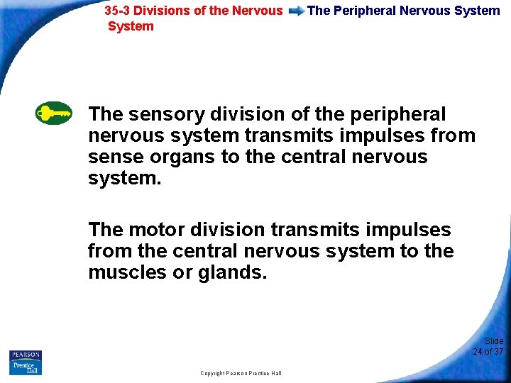35 -3 Divisions of the Nervous System The Peripheral Nervous System The sensory division