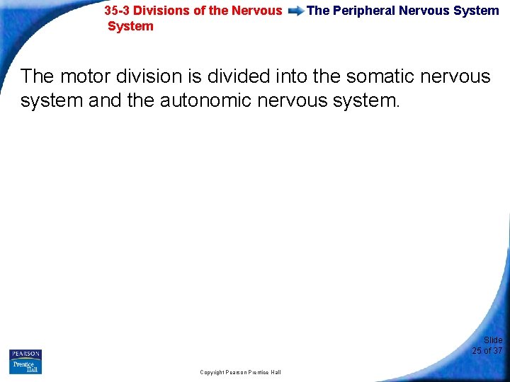 35 -3 Divisions of the Nervous System The Peripheral Nervous System The motor division