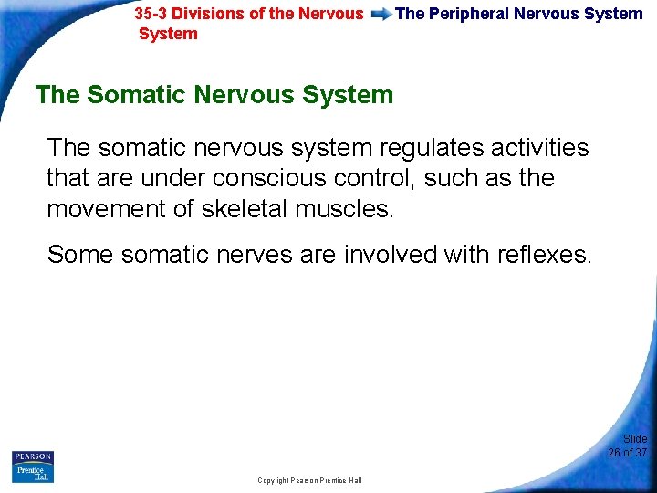 35 -3 Divisions of the Nervous System The Peripheral Nervous System The Somatic Nervous