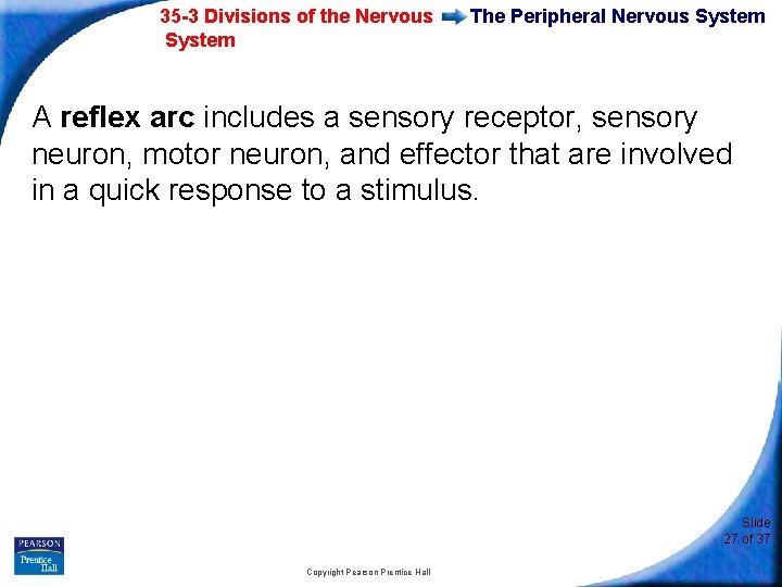 35 -3 Divisions of the Nervous System The Peripheral Nervous System A reflex arc