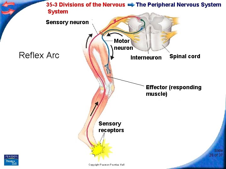 35 -3 Divisions of the Nervous System The Peripheral Nervous System Sensory neuron Reflex