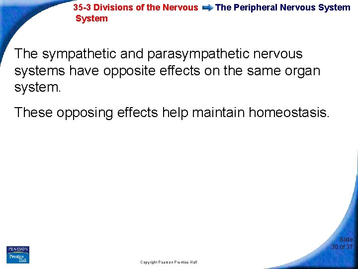 35 -3 Divisions of the Nervous System The Peripheral Nervous System The sympathetic and
