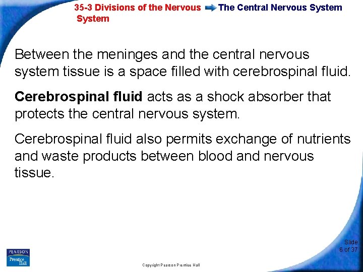 35 -3 Divisions of the Nervous System The Central Nervous System Between the meninges
