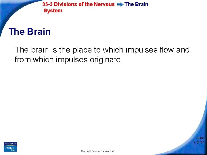 35 -3 Divisions of the Nervous System The Brain The brain is the place
