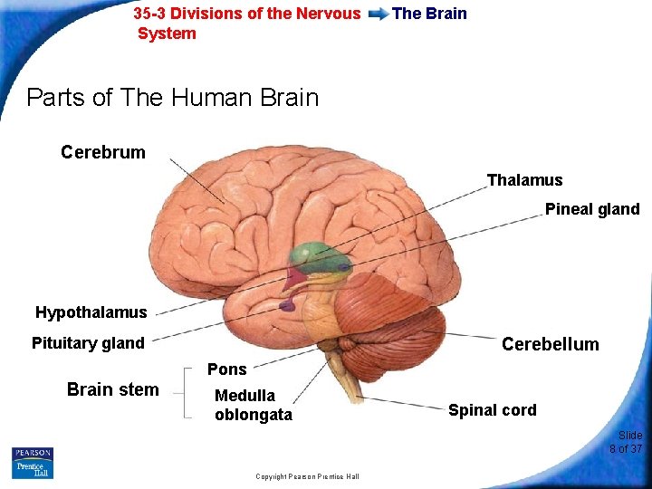 35 -3 Divisions of the Nervous System The Brain Parts of The Human Brain