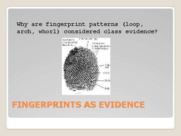 Why are fingerprint patterns (loop, arch, whorl) considered class evidence? FINGERPRINTS AS EVIDENCE 