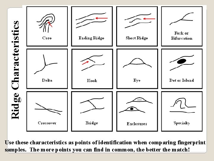 Ridge Characteristics Use these characteristics as points of identification when comparing fingerprint samples. The