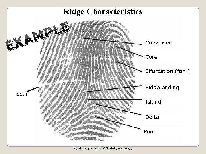 Ridge Characteristics E L P M A EX Crossover Core Bifurcation (fork) Ridge ending