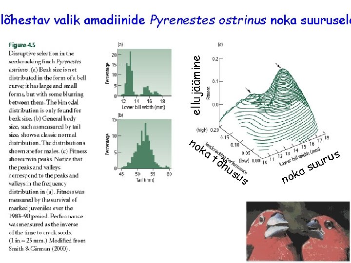 ellujäämine lõhestav valik amadiinide Pyrenestes ostrinus noka suurusele no ka tõ hu s us